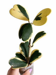 Hoya kerri variegata