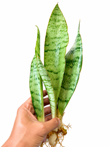 Sansevieria aubrytiana Silver