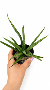 Sansevieria hybrid Hooray