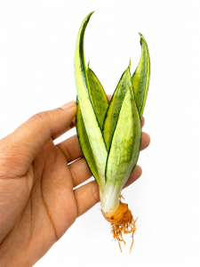 Sansevieria Trifasciata Hahnii Starburst variegated 