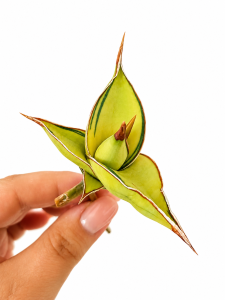 Sansevieria pinguicula variegated 