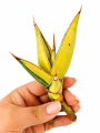 4c7e8340-3125-4e83-8e8c-a69bdba979dc.png