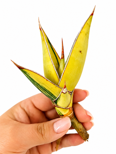 4c7e8340-3125-4e83-8e8c-a69bdba979dc.png