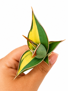 Sansevieria pinguicula variegated