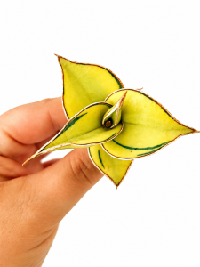 Sansevieria pinguicula variegated