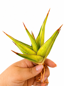 Sansevieria pinguicula variegated  