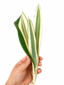Sansevieria metallica 'Beauty Queen' 