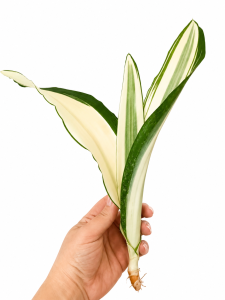Sansevieria metallica 'Beauty Queen' 