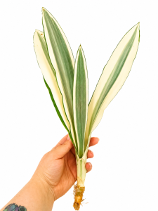 Sansevieria metallica 'Beauty Queen'   