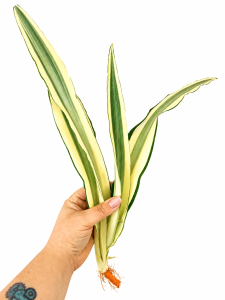 Sansevieria metallica 'Beauty Queen' 