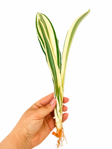 Sansevieria metallica 'Beauty Queen' 