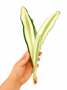 Sansevieria metallica 'Beauty Queen' 