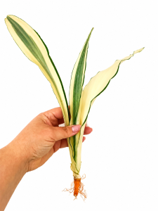Sansevieria metallica 'Beauty Queen' 
