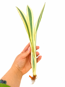 Sansevieria metallica 'Beauty Queen' 