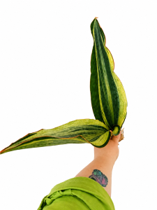 Sansevieria hybrid Bruda (elliptica x masoniana)  
