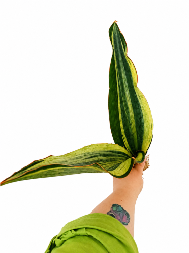 2c.png