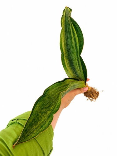2f.png