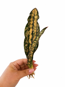Sansevieria kirkii var pulchra 'Coppertone Variegated '