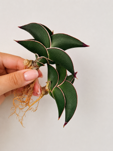 Sansevieria rorida 
