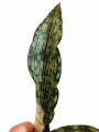 kartika2.png