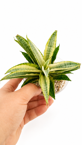 gabriella varie.png