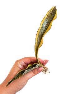 Sansevieria kirkii var pulchra 'Coppertone Variegated '