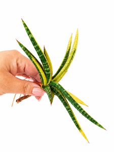 Sansevieria ballyi variegated 