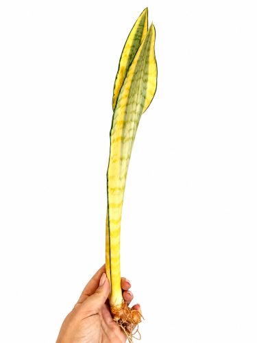 craigii.png