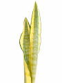craigii2.png