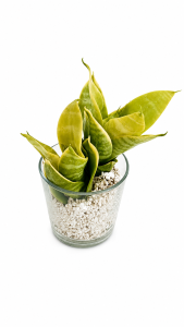 Sansevieria Trifasciata Hahnii Giada (Lime Dwarf)