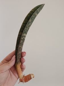 Sansevieria hybrid Eagle Claw