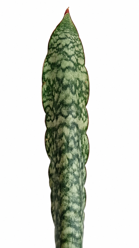 silver dragon.png