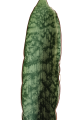 silver dragona.png