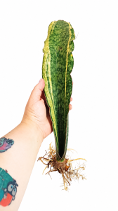 Sansevieria bhitalae Silver Dragon variegated 
