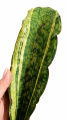 sild2.png