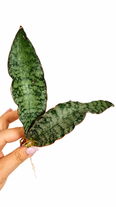 Sansevieria hybrid Alliyah