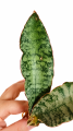alliyah2.png