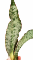 alliyah5.png