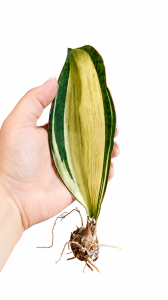 Sansevieria masoniana Loma