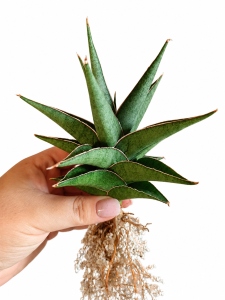 Sansevieria hybrid Thandao