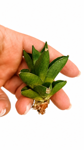 Sansevieria hybrid Froglet