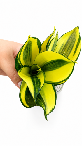 aurea.png