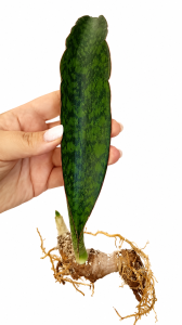 Sansevieria sp Mbeya
