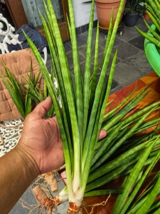 Sansevieria zeylanica duża roślina PRZEDSPRZEDAŻ