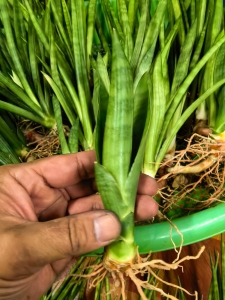 Sansevieria zeylanica mała roślina PRZEDSPRZEDAŻ 