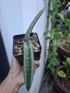 Sansevieria arusha blue