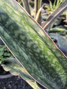 Sansevieria elliptica variegated