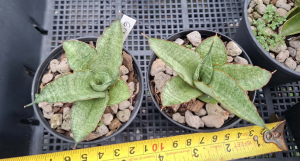 Sansevieria hybrid Green Ice