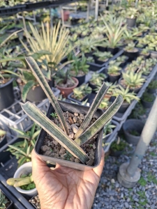 Sansevieria halli Lundi Pink