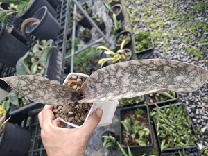 Sansevieria hybrid Mecufi